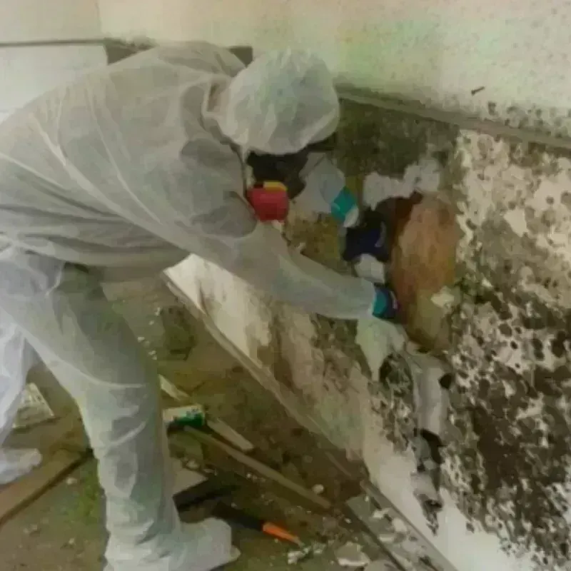 Mold Remediation and Removal in Courtland, VA